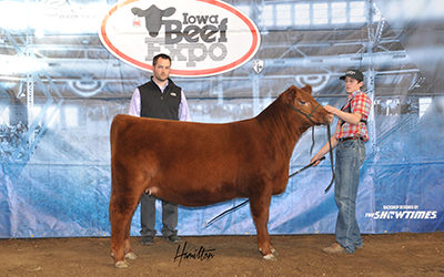 Red Angus Res Female
