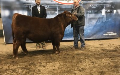 Res Champ Red Angus Bull