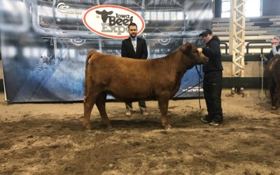 Res Champ Red Angus Female